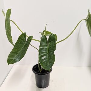 Burle Max  Philodendron Reptile Habitat Decor